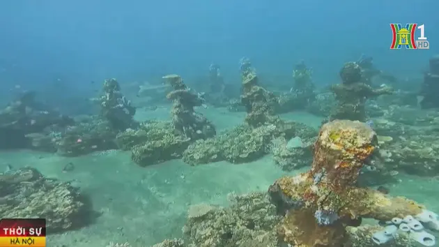 Biến đổi khí hậu tàn phá các rạn san hô ở Bali 