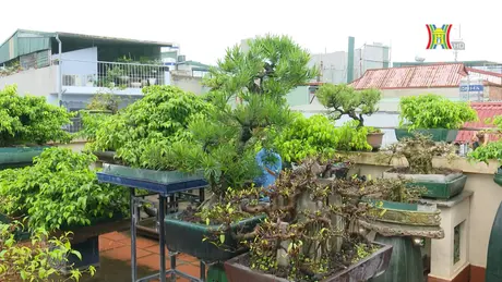 Vườn bonsai trên cao | Nông nghiệp đô thị | 23/06/2024