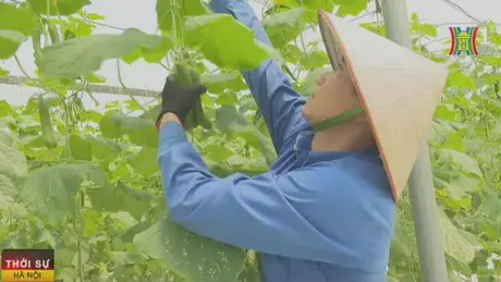 Hà Nội được cấp phép xây công trình phục vụ nông nghiệp